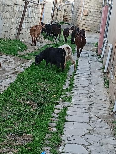 ucuz quslar: Qoyun-keçi sürüsü satılır - Təsvir: Açıq otlaqda saxlanılan qarışıq — 9