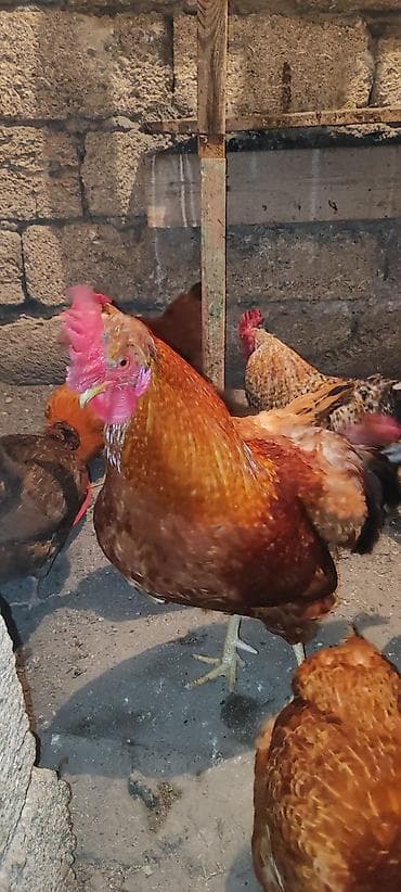 tap az toyuq cuce: Toyuq, Damazlıq, Ünvandan götürmə — 3