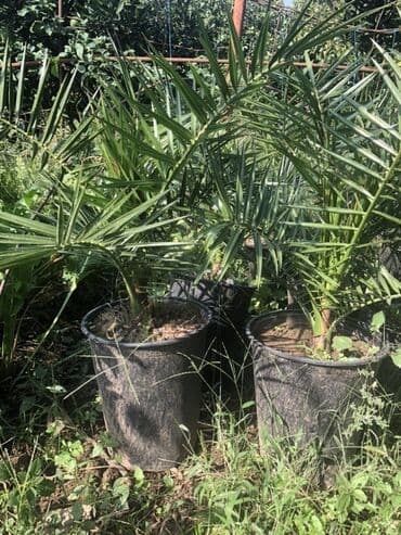 palma ağacları: Qabda xurma palması (Phoenix dactylifera tipli dekorativ xurma) - — 4