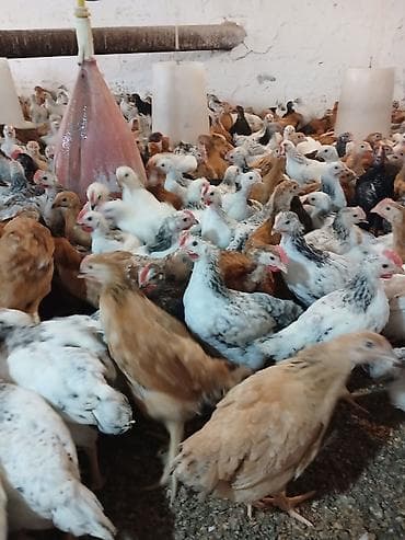 Куры: Курица, Для яиц, Самовывоз — 2