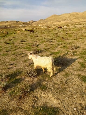 cins ineklerin satisi 2019: Ağ rəngli, uzun tüklü keçi - Cinsəxas görünüş: qalın, dalğalı yun — 2