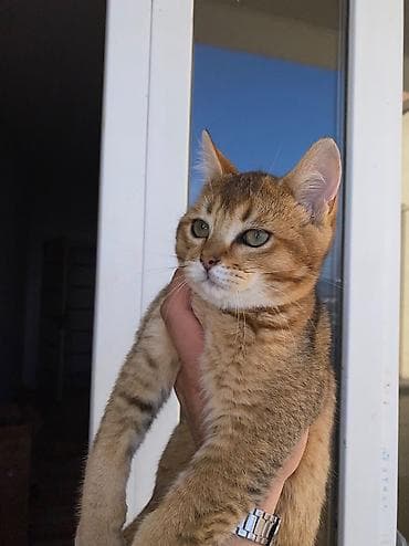 pişik cutləşdirmək: Qızıl şinşilla, Erkək, Yaxşı əllərə — 2