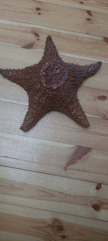 akvarium daş: Salam Dəniz Ulduzudur təbidir.Mən özum karib dənizindən tutub — 1