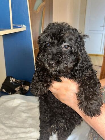 купить хаски щенка: Пудель, 4 месяца, Самец, С прививками, Самовывоз — 1