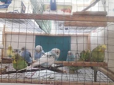 top az itler: Quşlar 10azn fikri ciddi olanlar əlaqə saxlasın — 4