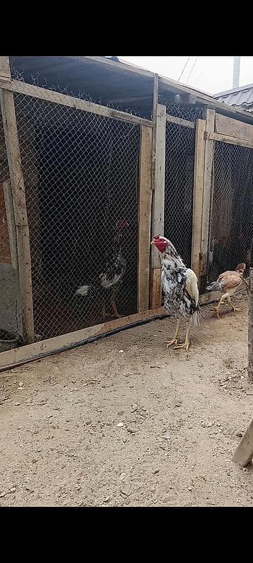 akula sekilleri: Salam aleyküm cins yapon. ag qara olan bir yaş yarim sari cil olan 11 — 1