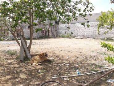 mərdəkanda torpaq: 9 sot, Tikinti, Mülkiyyətçi, Kupça (Çıxarış) — 15