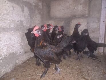 sumatra toyuqlari: Toyuq, Damazlıq, Ünvandan götürmə — 6