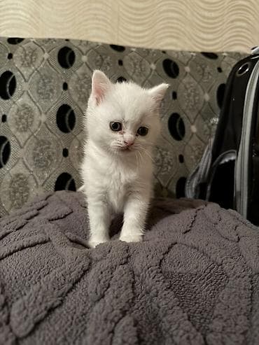 ag pisik sekilleri: Dişi — 3