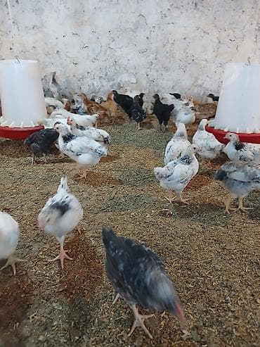 cüce adları: Toyuq cücələri, Damazlıq — 4