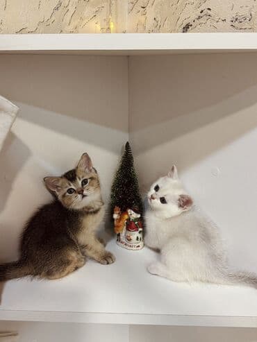 ev heyvanları adları: Şinşilla, Erkək, Dişi, Yaxşı əllərə, Ünvandan götürmə — 3