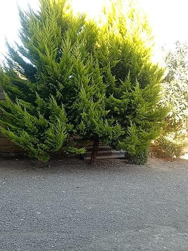 beryoza ağacı: Thuja (evergreen dekorativ ağac) - Növ: Thuja/ardıc tipli həmişəyaşıl — 7