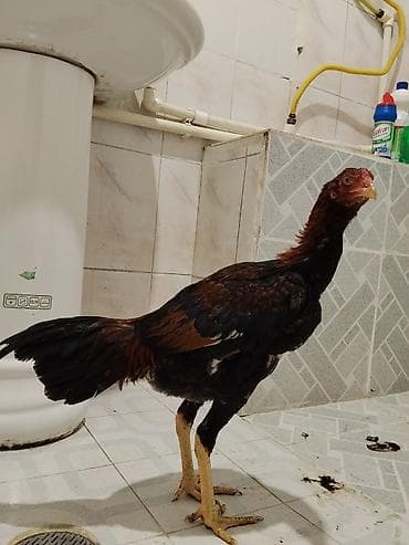 Yemlər: Xoruz, il: <1 — 2