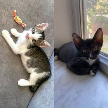 где можно купить котенка: Erkək, Dişi, Yaxşı əllərə — 2