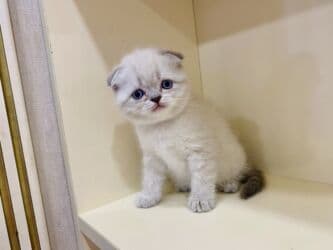 etibarlı ellere verilir it: Britan, Dişi, Yaxşı əllərə, Ünvandan götürmə, Pulsuz çatdırılma, Ödənişli çatdırılma — 2