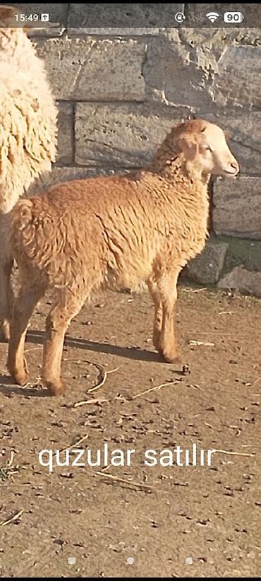 Digər heyvanlar: Quzu, Dişi, ay: 3, Damazlıq — 1