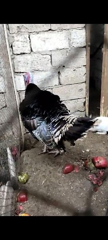 balaca qaz: Hind quşu hinduşka iri çəkili kəsilməyə ya artırmağa əladi sort — 3