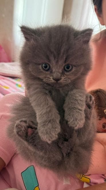 pişim: Britan — 7