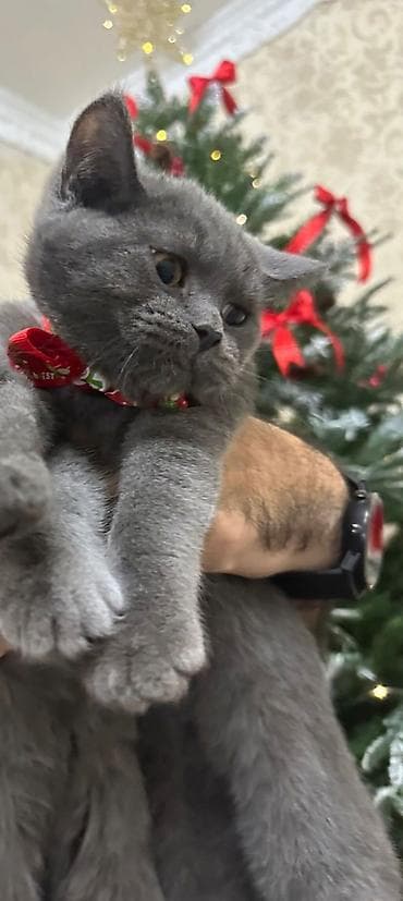 heyvan cantasi: Şotland, Dişi — 1