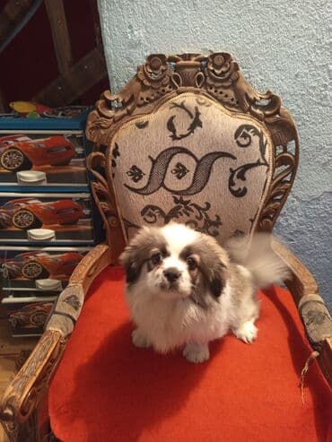 it üçün evlər: Pekines — 1