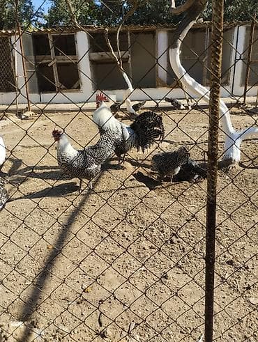 arpa bugda satisi: Toyuq, Damazlıq — 1