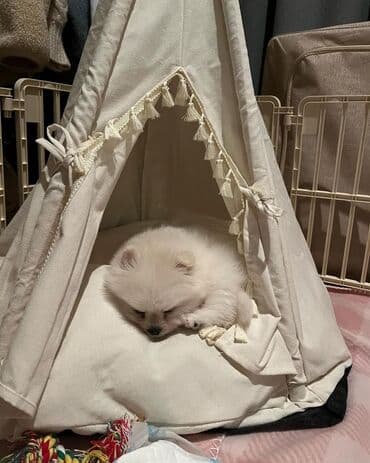 шпиц в баку: Şpitz, 2 ay, Erkek, Sənədli, Pulsuz çatdırılma — 4