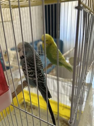 pomeranian satilir: Təmiz qan Çex tutuquşuları satılır 🦜 Quşlar çox sağlam, aktiv və — 2