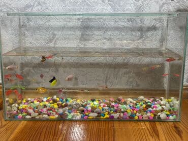 Птицы: Akvarium,filtr,tor,su çəkən,termometri var.Balıqlarla birgə satılır! — 1
