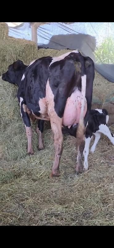 keci pendiri qiyməti: 1 doğub 31 litra süde zamanet verirəm üç gündü doğub erkek balası var — 1