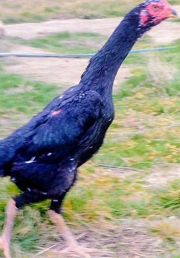 iri buynuzlu mal: Tür: Uzunboyun döyüş tipli xoruz (qara tük örtüyü, açıq rəngli — 2