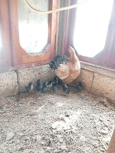 lider 55 toyuq: Toyuq, Yumurtalıq, Ödənişli çatdırılma — 6