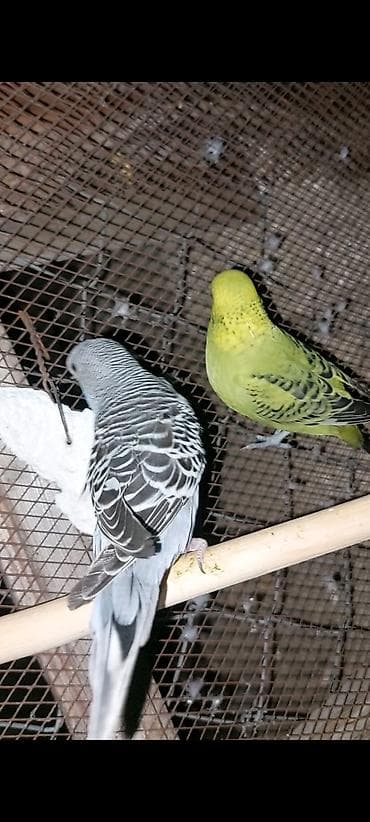 tutuquş: Salam quslar saglam quslardi 2 eded hazir cut olan korella qusu ve 4 — 7