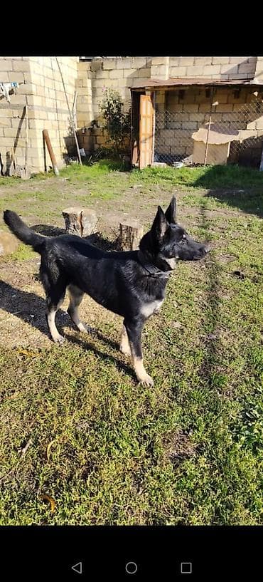 doberman itləri: Alman çoban iti, 1 il, Dişi — 1