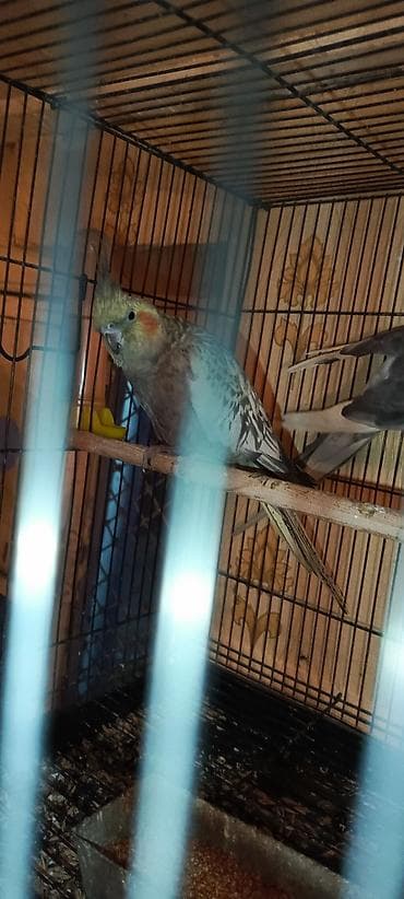 1 cüt super karella hazır cüt bala veriblər real alıcıyada endirim