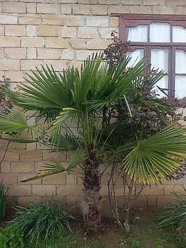 qapi pencere plastik: Xurmayı xatırladan dekorativ palma ağacı – Trachycarpus fortunei (Fan — 3