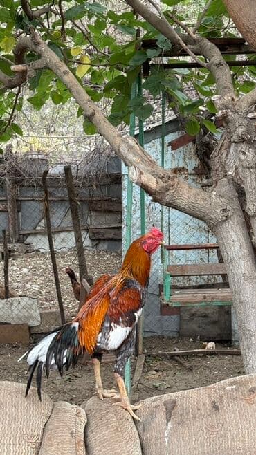 ayagi tuklu toyuqlar: Xoruz, il: 2 — 3