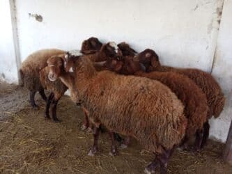 Коровы, быки: Elan başlığı: 7 boğaz qoyun satılır Təsvir: - 7 ədəd boğaz (hamilə) — 1