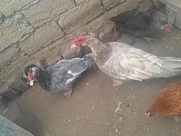 Lavanda cutu 80 ikisi birlikde 11 kqdi Təsvir: - Şəkillərdə görünən