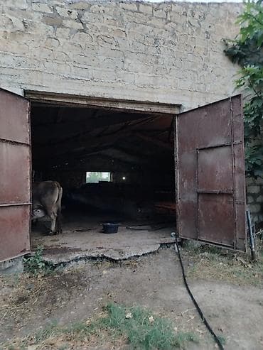bərdə mal bazarı: Ferma/təsərrüfat kompleksi - Heyvandarlıq üçün tikili və açıq — 9