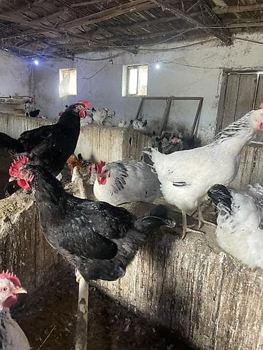 kend yumurtası: Serebristi, Xarkov və Avstralop mayalı toyuq yumurtaları. Hər gün — 6