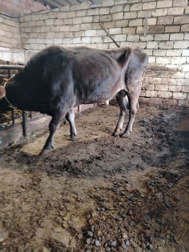 Gəmiricilər: Dişi, il: 2, 600 kq, Damazlıq — 1