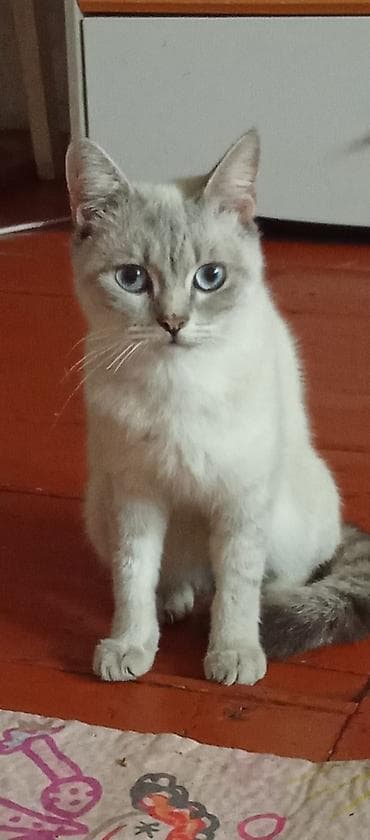 pişik britan: Dişi, Yaxşı əllərə — 2