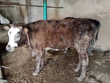 cins buzovlar: 8 aylıq dişi danadı cins heyvandı anası 24,25 litr süd verir heyvan — 1