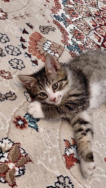 siam pisiyi: Erkək, Ünvandan götürmə — 1