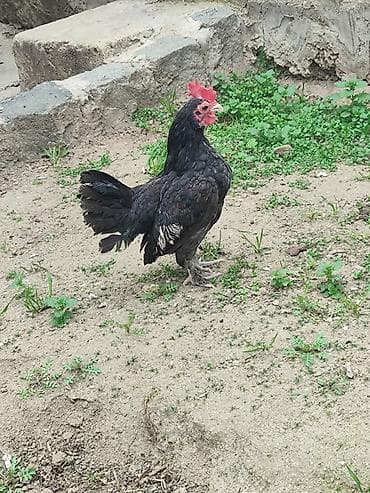 Toyuq, Damazlıq — 5