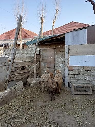 1 kq bugda qiymeti: Erkəkdilər kökdülər 250 manat son qiymətdi — 3