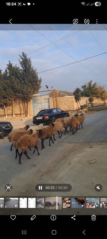 Tavalar: Qoyun sürüsü satılır - Cins: yerli qarabaş/köhnəxırda tipli (qəhvəyi — 3