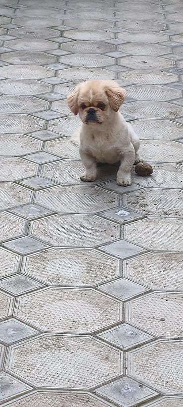 tap az toyuq: Pekines — 1