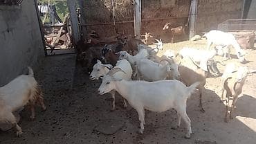 теке: Ağ keçilər Sənan və Alpin qarışığıdır. Kariçnivilər sənan və hələb — 1