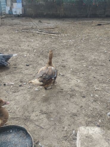 Məhsul: Ev şəraitində bəslənən ördəklər (muskoviy/indo-ördəklər) lalafo.az -da Məhsul: Ev şəraitində bəslənən ördəklər (muskoviy/indo-ördəklər)